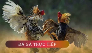 Khám Phá Đá Gà WS168 Tại PG88: Trải Nghiệm Cá Cược Đỉnh Cao