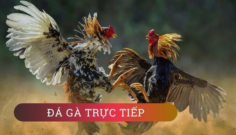 Khám Phá Đá Gà WS168 Tại PG88: Trải Nghiệm Cá Cược Đỉnh Cao